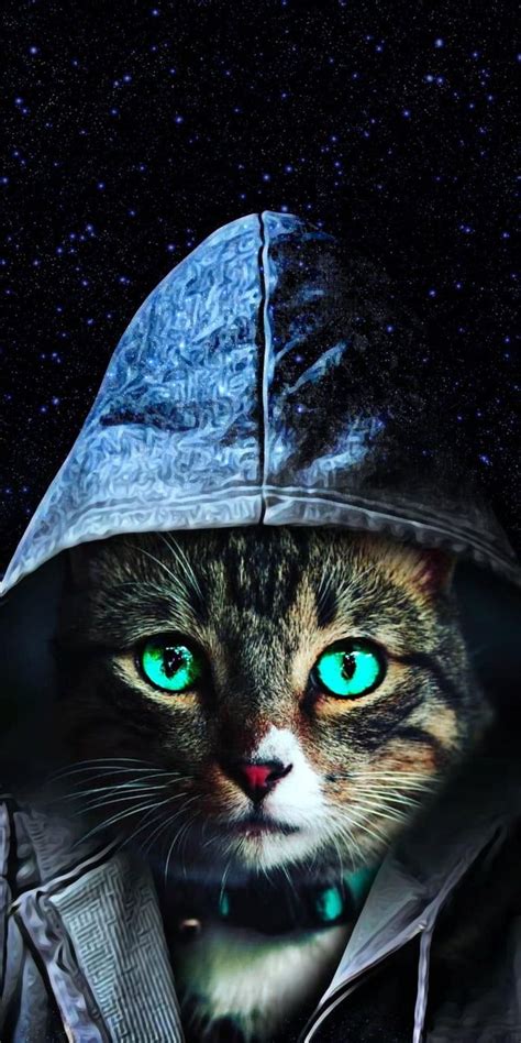Creepy Cat Wallpapers - Wallpaper Cave
