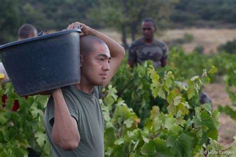 L Gion Trang Re On Twitter Domaine Du Capitaine Danjou Les Raisins