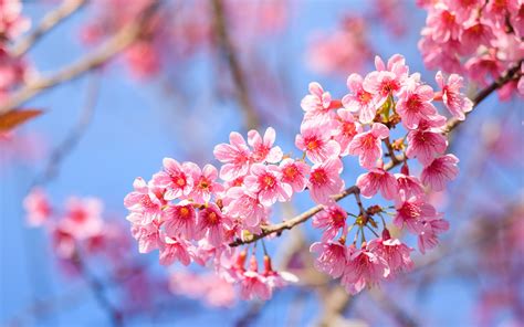 Fondos de Pantalla 1920x1200 Floración de árboles De cerca Rama Sakura