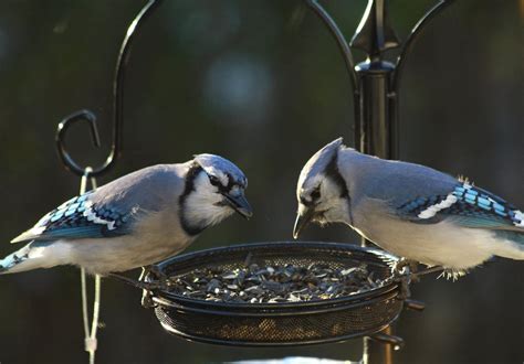 Blue Jay Passerine Birds Eating on Bird Feeder · Free Stock Photo