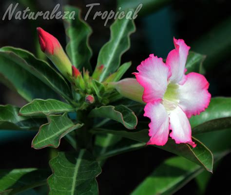 Naturaleza Tropical Trucos Para Hacer Florecer A La Rosa Del Desierto