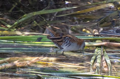 Baillon S Crake From Greenfields Wetlands Sa Australia On November