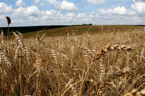 Wheat In The Field Stock Photo Image Of Strength Morning 97386914