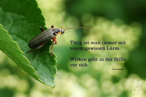 Spruch des Tages | Panyas Welt