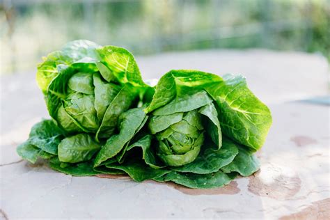 Sucrine Lettuce Cosromaine High Desert Seed Gardens