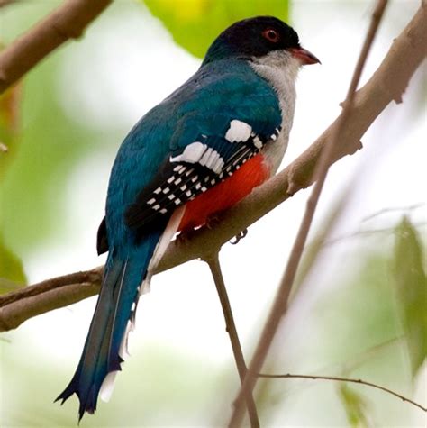 Cuban Trogon: National Bird of Cuba | Interesting Facts about Cuban Trogon