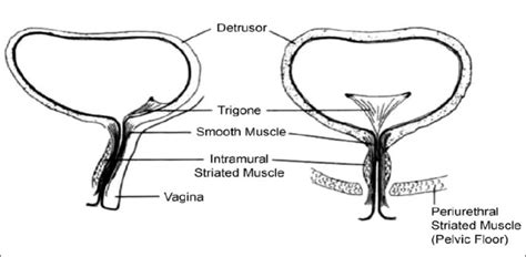 Female Meatus Anatomy