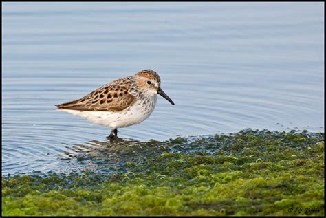 Western Sandpiper Page