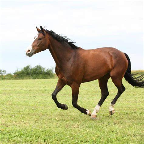 Brown horse running Images - Search Images on Everypixel