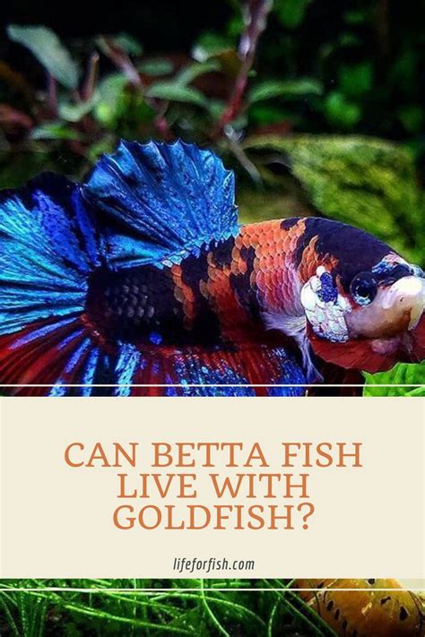 You Might Wonder If Your Betta Fish Can Live With A Friendly Goldfish