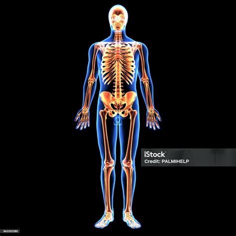 Foto De Ilustração 3d Do Esqueleto Anatomia Corpo Humano E Mais Fotos De Stock De Anatomia