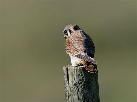 Female American Kestrels Male Vs Female Identification Birdfact