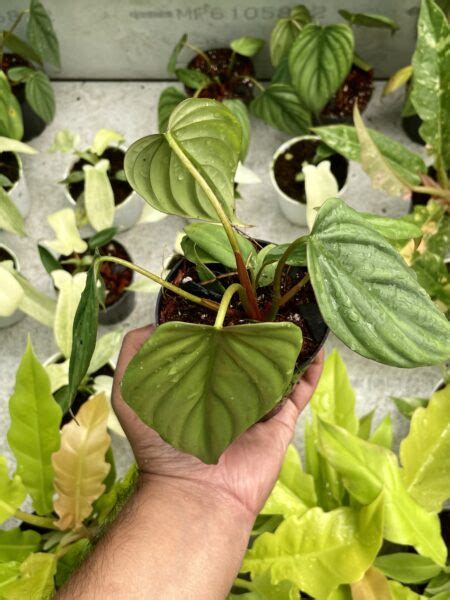 Philodendron Sp Columbia Urban Roots