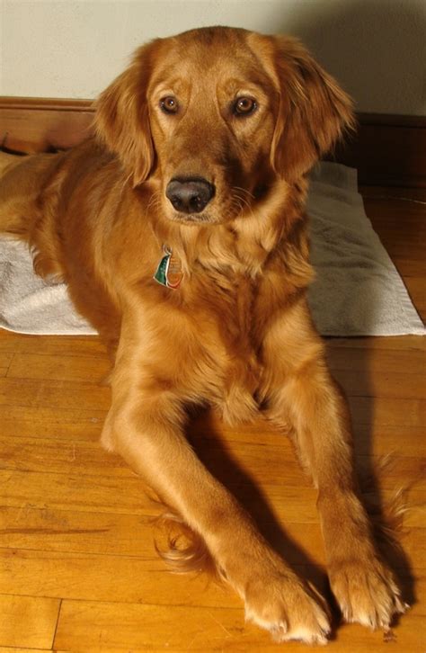 Irish Setter Poodle Mix