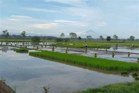 Luas Wilayahnya Hanya 9 54 Km² Ini 7 Kecamatan Tersempit di Pekalongan