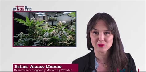 Tipspro Instalaciones Para El Cultivo De Cannabis En Espa A