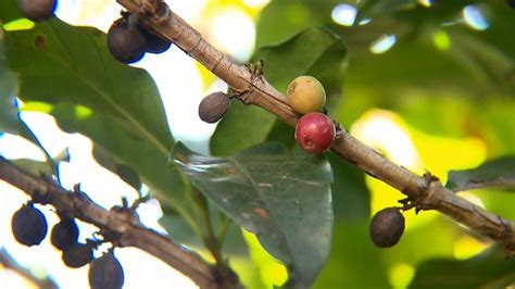 Produtores de café investem em máquinas para aumentar área de plantio