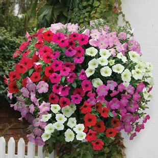 Hardy Petunia Autumn Leaves Pre Planted Container Garden Nurseries