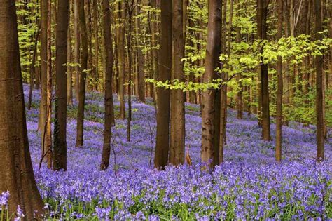 20 Forêts Magiques Que Tout Le Monde Devrait Voir Au Moins Une Fois