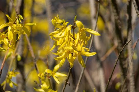 Spring Flowers on a Sunny April Day Stock Photo - Image of fragile ...