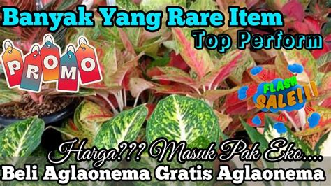 Beli Aglaonema Gratis Aglonema Banyak Yang Rare Item Top Perform