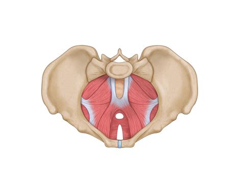 Suelo Pélvico Fisioterapia Magallanes Clinica de Fisioterapia en