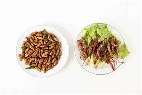 Eating Insects To Save The World Allmanhall