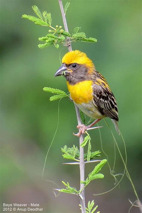 Baya Weaver Male Beautiful Birds Bird Pictures Colorful Birds