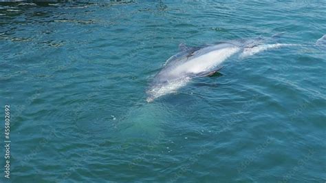 Dolphins Bottlenose Dolphins Have Sex In The Water Mating Season