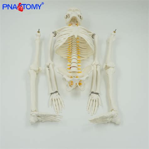 Modelo De Esqueleto Humano De 85cm Con Columna Vertebral Flexible