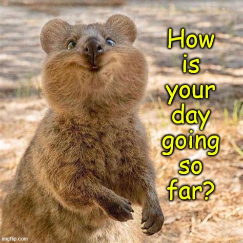 Quokka Memes Gifs Imgflip