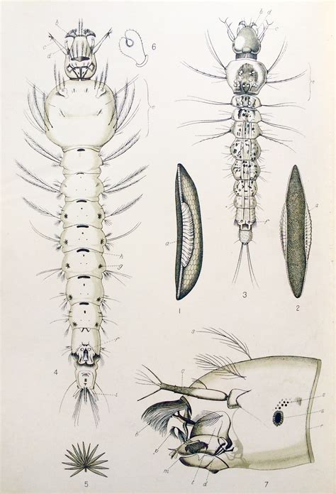 Larval Anopheles Anatomy Dittrick Medical History Center