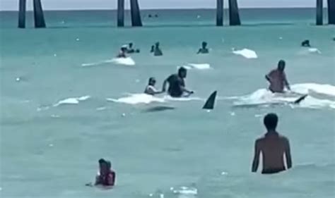 Terrifying shark stalks shallow water as onlookers scream 'get out of water' - US News - News ...