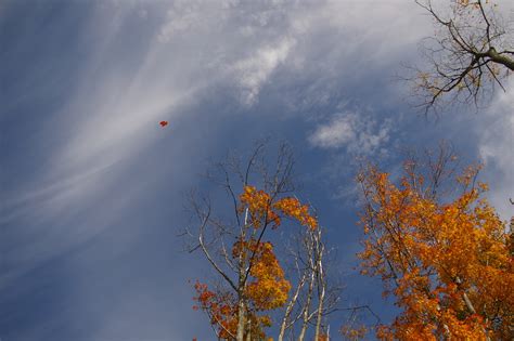 Leaf on the wind - Pentax User Photo Gallery