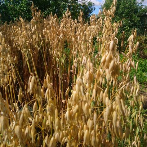 Amant Naked Oats Grown In Ireland