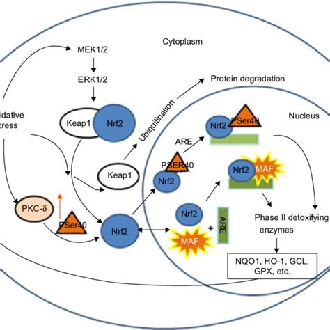 Antioxidant mechanisms of stress sensing in Nrf2-mediated system ... 