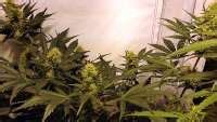 Northern Lights X Haze Sensi Seeds Galerie Des Vari T S Page No