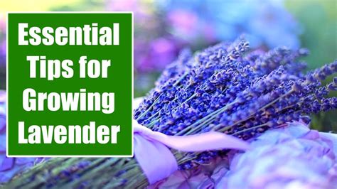 Essential Tips For Growing Lavender YouTube