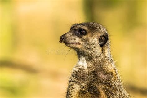 Alert Meerkat Suricata Suricatta Standing On Guard Stock Photo