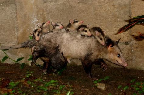 mama_chucha_002.sized (image)