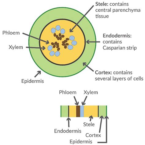 How Corn Plants Regulate Nutrient Uptake Pioneer® Seeds