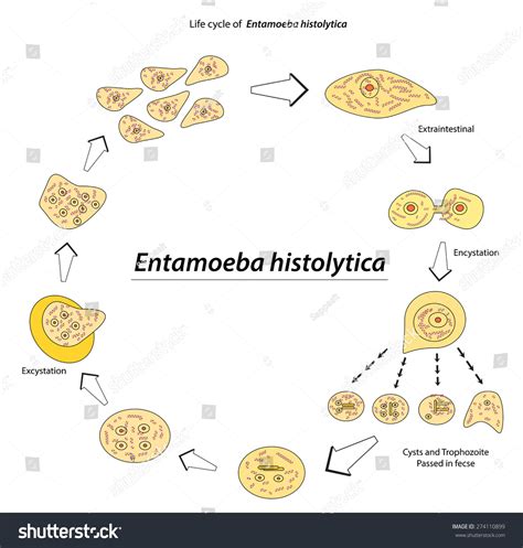 Entamoeba Histolytica Life Cycle Animation