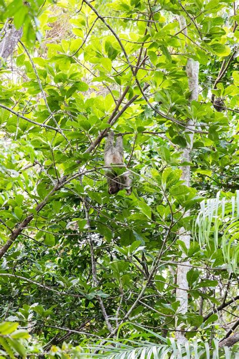 The Brown Throated Three Toed Sloth Bradypus Variegatus Stock Photo