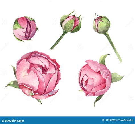 Set Watercolor Illustration Pink Roses Bud White And Pink Stock