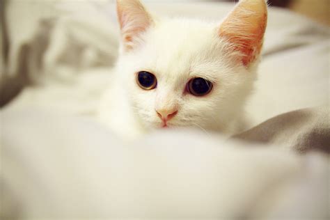 Big Eyes Cat And Cute Image 112724 On