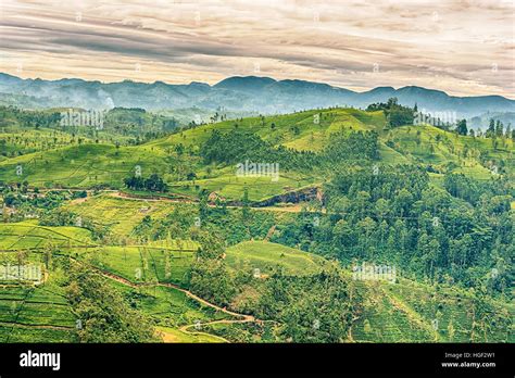 Sri Lanka: famous Ceylon highland tea fields Stock Photo - Alamy