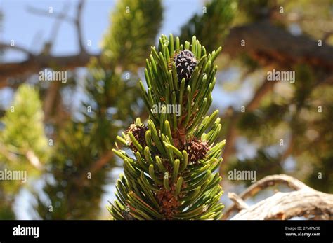 Great Basin Bristlecone Pine Pinus Longaeva Is An Evergreen Tree