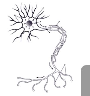 Neuron Diagram Diagram Quizlet