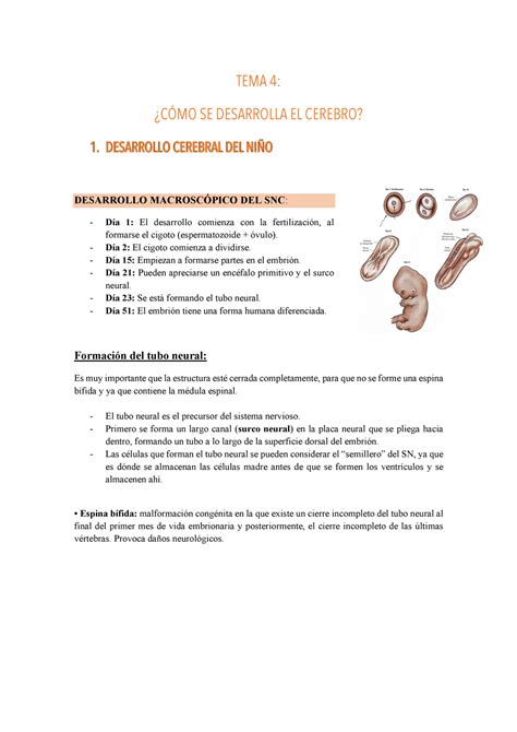 Tema 4 psicobiología cómo se desarrolla el cerebro Warning TT