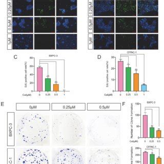 Cui Inhibited The Proliferation Of Pdac Cells A B Detection By